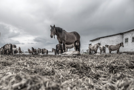 Horses in the paddock at the farm. Black and white photography.