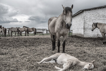 Horses in the paddock at the farm. Black and white photography.