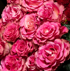 Pink roses collected in a gift bouquet on a dark background