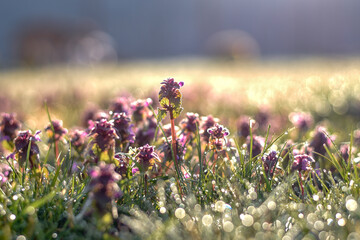 Closeup shot of frozen flowers