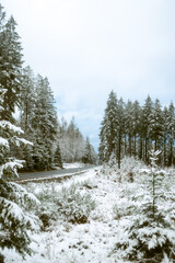 Snowy trees with road