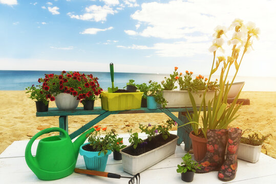 Flower pots, garden tools and different colors for planting on an old wooden bench by the sea. Spring garden work.