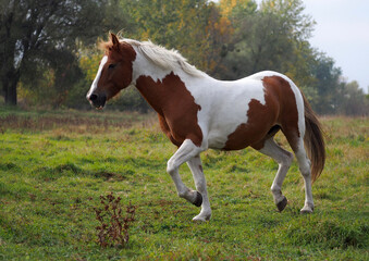 Fototapeta na wymiar Beautiful Pinto horse of bright color runs across the meadow