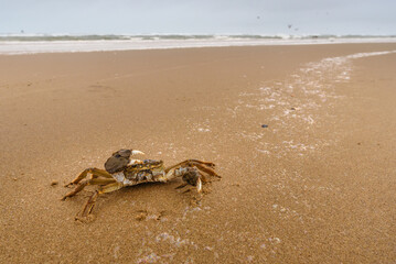 Crab on the beach with a rissen claw. The background consists of sea and air - Katwijk, The Netherlands