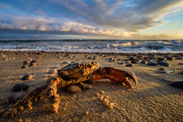 Crab on the beach of Texel, the Netherlands. The clouded sky is colored by the rising sun.