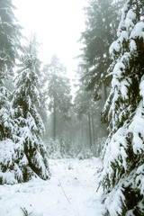 Forest with snow