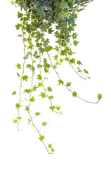 green ivy isolated on a white background.