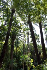 Fototapeta premium Majorelle garden