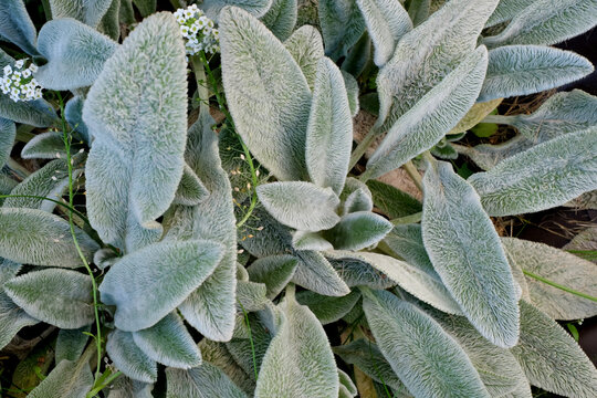 Stachys lanata, stachys olympica or young leaves of lamb's ear plants. Natural background