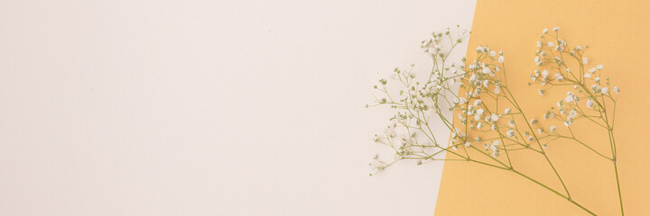 Gypsophila flower on a beige and gold background. Delicate concept with copyspace.