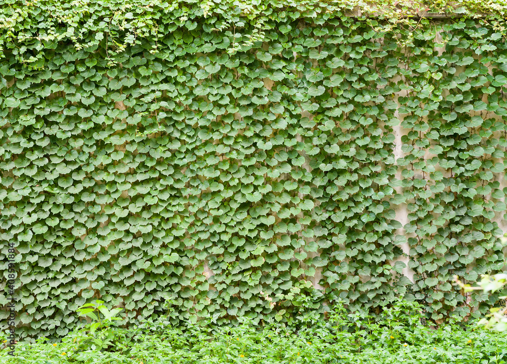 Wall mural background with grey wall with ivy