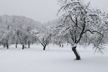 Snowy old apple trees garden in winter