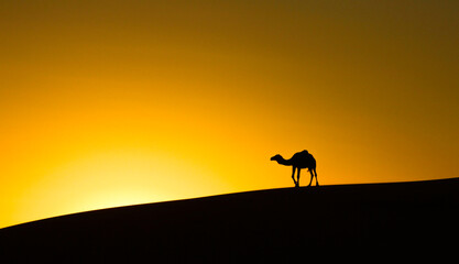 Fototapeta na wymiar Camel, Sahara desert 