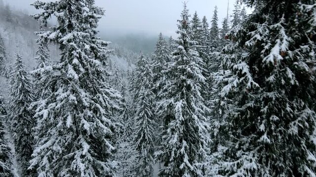 beautiful winter snowy forest in snowstorm viewed from above, drone point of view of frosty pine wood in the mountains