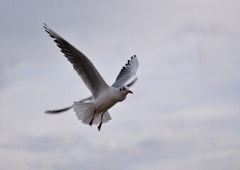 A seagull soaring in the sky vigilantly looks out for where food is given