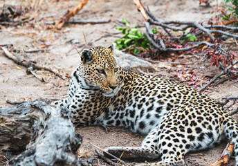 Timbavati leopard on the lookout