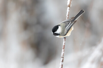 Black-capped Chickadee on a Twig 