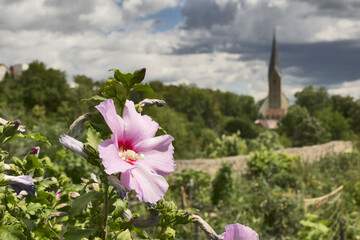 Marbach, Germany: hibiscus flower with Alexander church in the background