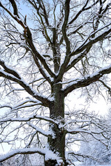 old oak covered with snow