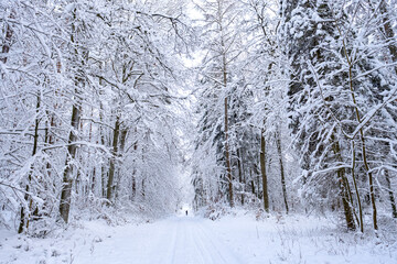 winter in the forest