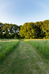 Frisch gemähter Weg im hohen Gras