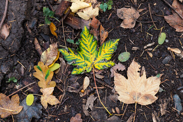 Horizontal Texture of a autumn forest floor with a beautiful colored maple leaf in the centre.