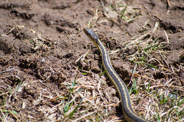 Close up shot from above of a small grass snake exploring the surroundings in the mud at the first hint of springtime after a long winter.