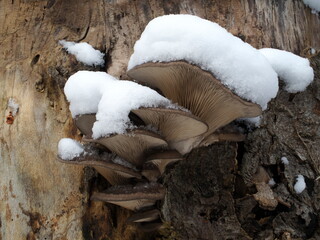 Winterpilze, Austernseitlinge, Pleurotus ostreatus im Schnee
