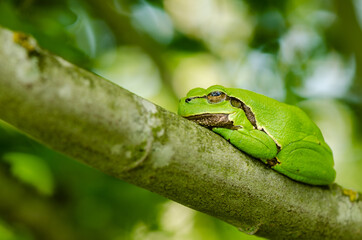 European tree frog (Hyla arborea) on the branch of a small tree with an out of focus background.