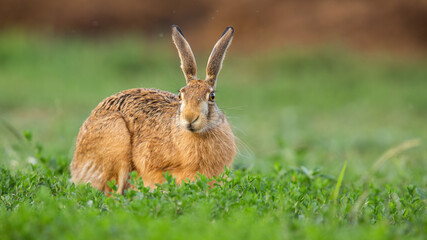 Brown hare, lepus europaeus, staring from clover in springtime nature. Wild long eared animal...