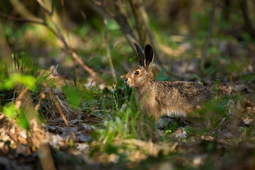 Naklejka na ściany i meble Juvenille brown hare, lepus europaeus, standing in forest during sunny spring day. Wild rabbit looking in woodland from side view. Young mammal observing in wilderness.