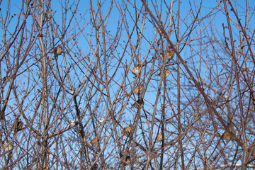 Sparrows on winter frosty branches
