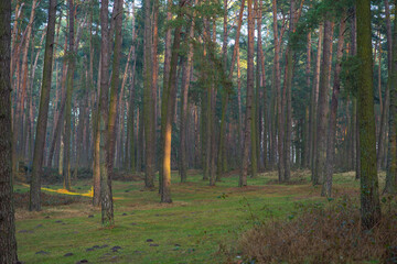 forest in autumn