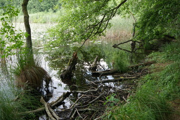 Sumpf und Moor im Müritz-Nationalpark an der Müritz in Mecklenburg-Vorpommern in der Mecklenburgischen Seenplatte