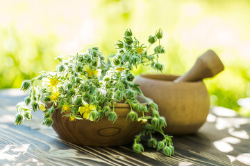 silver cinquefoil, silvery cinquefoil, or silver-leaf cinquefoil plant that is used in medicine as anti-inflammatory, hemostatic, astringent, restorative and bactericidal properties