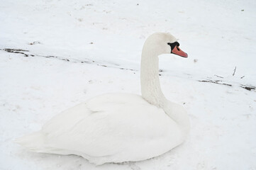 Beautiful white swan bird lying on snow near frozen Daugava river. Winter nature in Latvia.