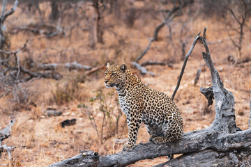 Lone leopard 