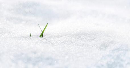 A green blade of grass grows from under the snow