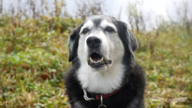 Sweet old dog barking excitedely into camera. Close up