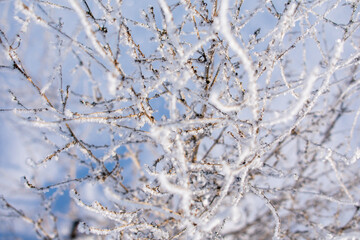 Frosty branches covered with ice and snow crystals close-up full frame