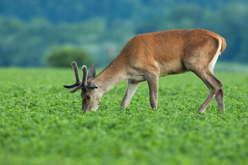 Red deer, cervus elaphus, with velvet antlers grazing on clover in springtime nature. Brown mammal feeding on pasture from side view. Wild animal standing on green field.