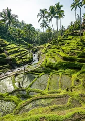 Rugzak Bali, Indonesië © thomas