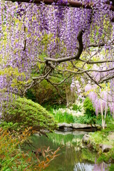 藤（子安地蔵寺　和歌山県　橋本市）