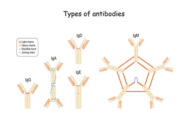 Fototapeta na wymiar Antibodies and Immunoglobulin IgG, IgM, IgA, IgD, and IgE.