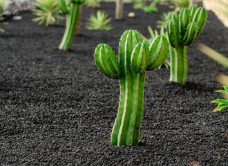 Cactus plant growing in black volcanic soil