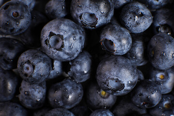Blueberries close up on a plate. Fresh blueberries with water drops in macro.