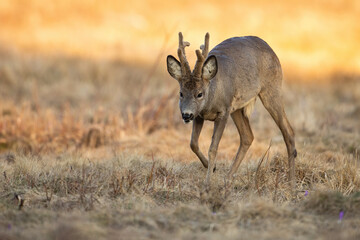 Fototapeta premium Roe deer, capreolus capreolus, walking on dry field in sunny spring nature. Roebuck with new velvet antlers marching on meadow. Brown animal moving on steppe.