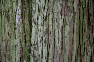 Tree bark close up