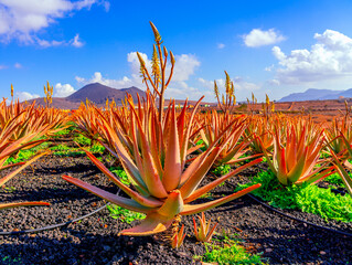 Aloe vera plant. Aloe vera plantation. Furteventura, Canary Islands, Spain - 408596890