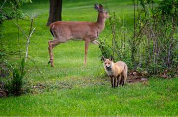 red tailed fox with doe circling behind